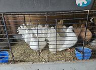 Grajewo ogłoszenia: Witam!
Likwiduje gołębnik. Sprzedam wszystkie sztuki od razu.... - zdjęcie