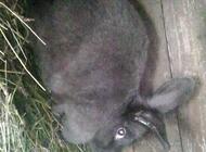 Grajewo ogłoszenia: sprzedam kroliki 2 samice duze - zdjęcie