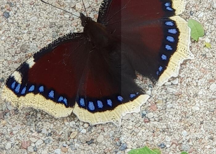 Grajewo ogłoszenia: Dzień dobry. Wolny 59- latek wysportowany ( 176 cm )  , bez...