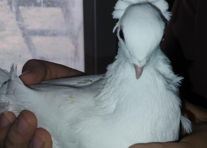 Grajewo ogłoszenia: Sprzedam gołębie, króliki.

Sprzedam samice driera 30 zł...