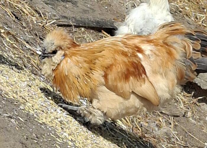 Grajewo ogłoszenia: Sprzedam koguty silki i zwyklego jednego