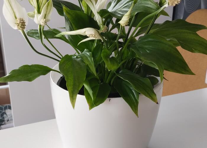 Grajewo ogłoszenia: Sprzedam skrzydło kwiat ,wysokość ok 33 cm.Bez osłonki.